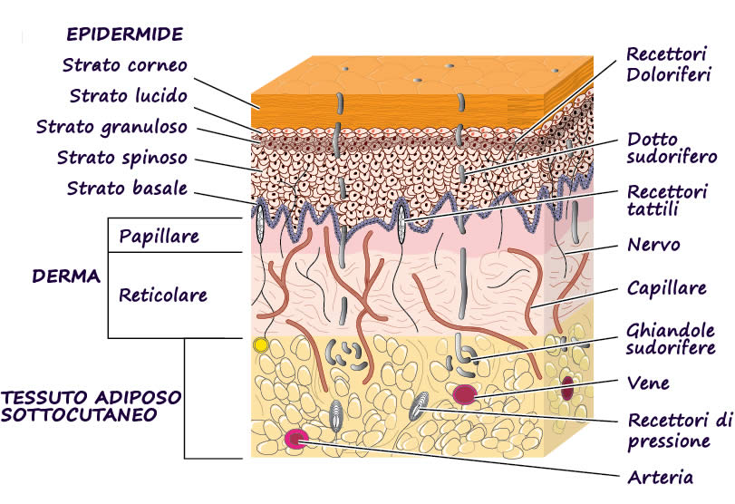Pelle Com'è Fatta? Epidermide, Derma Collagene, Elastina