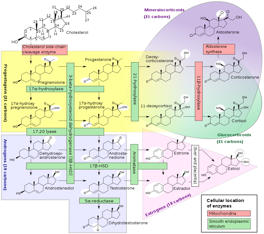 Androstenedione
