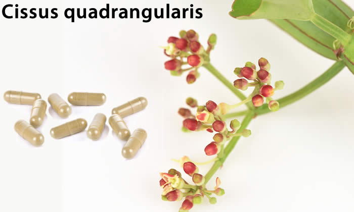 Cissus