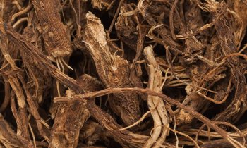 In questo articolo parliamo del Coleus forskohlii, pianta nota in fitoterapia per l'azione di stimolo sul metabolismo, che si traduce in un potenziale effetto dimagrante
