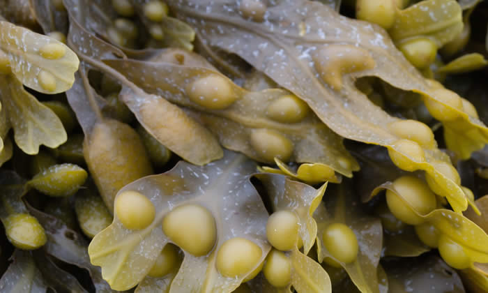Fucus per Dimagrire - Efficacia e Modo d'Uso