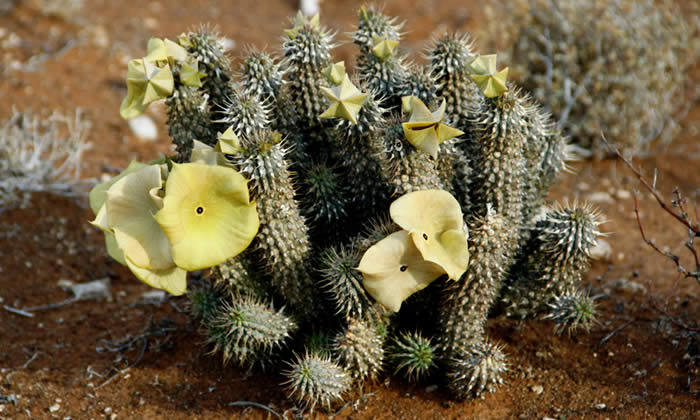 Hoodia gordonii: Proprietà e Uso per Dimagrire