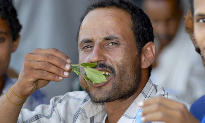 Khat - Catha Edulis