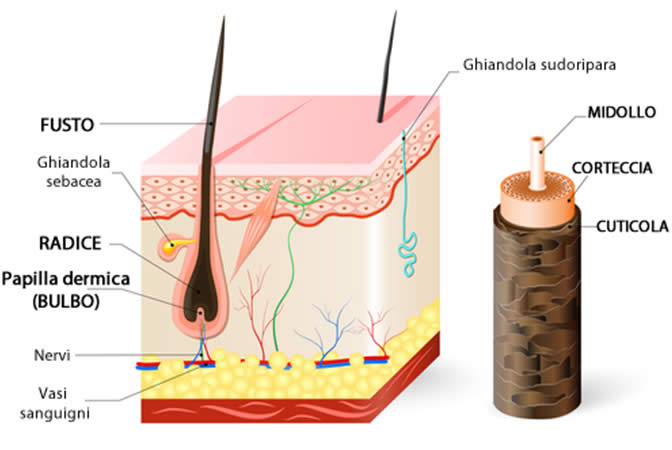 Anatomia Capelli