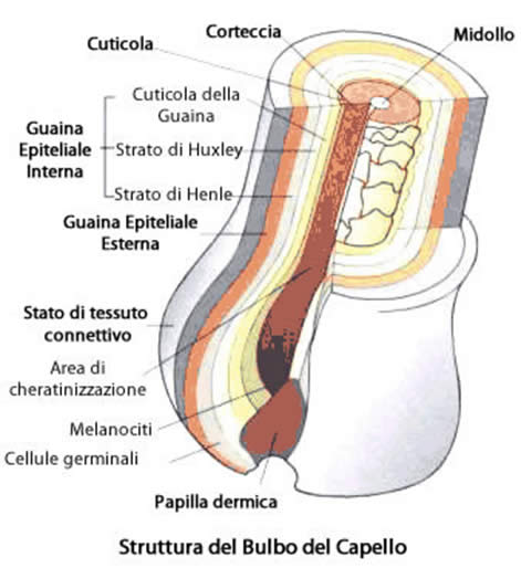 Bulbo capillifero