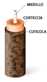 Capello - Struttura Esterna