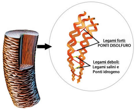 Legami della Cheratina