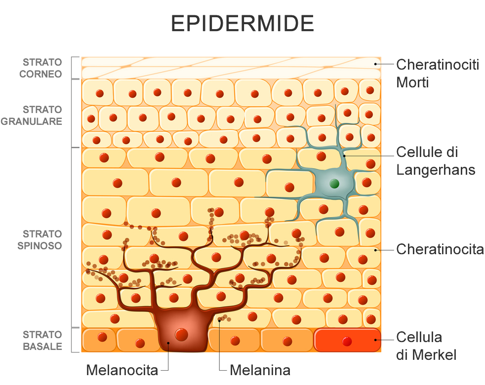 Epidermide Melanociti