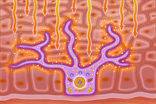 Melanocita e Radiazioni UV