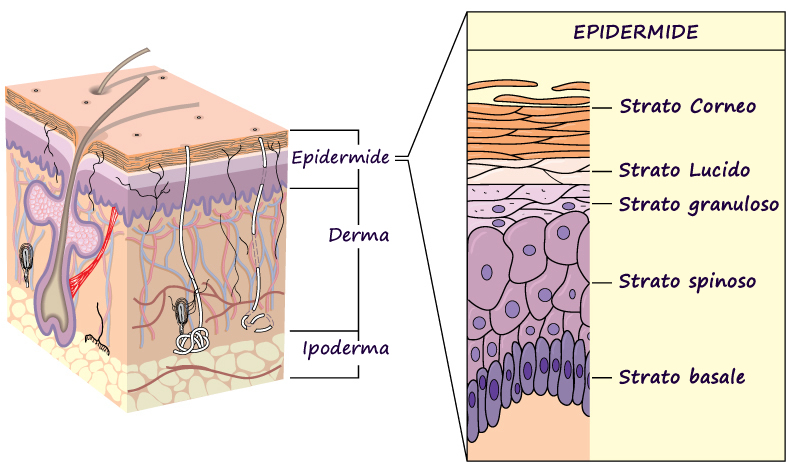 Epidermide