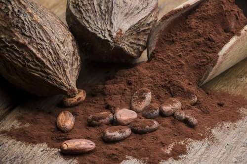 erezione di cacao