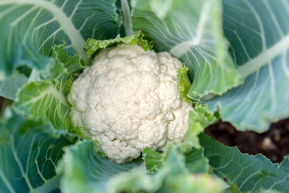 Calorie Cavolfiore 2019 | Fa Dimagrire? Benefici e Proprietà