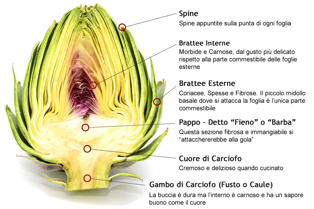 Carciofo - Anatomia