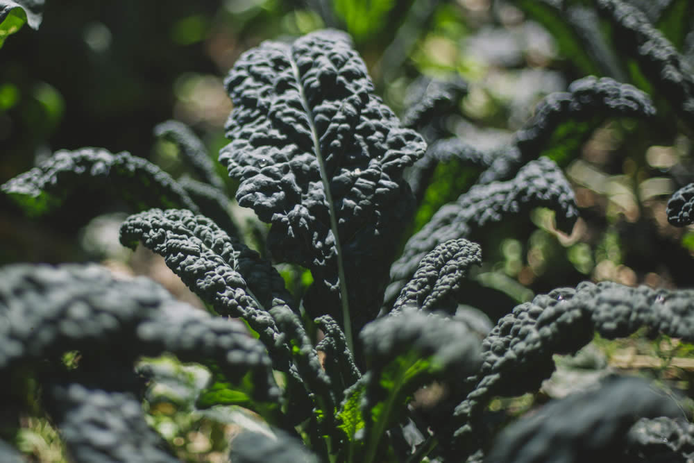 Cavolo Nero