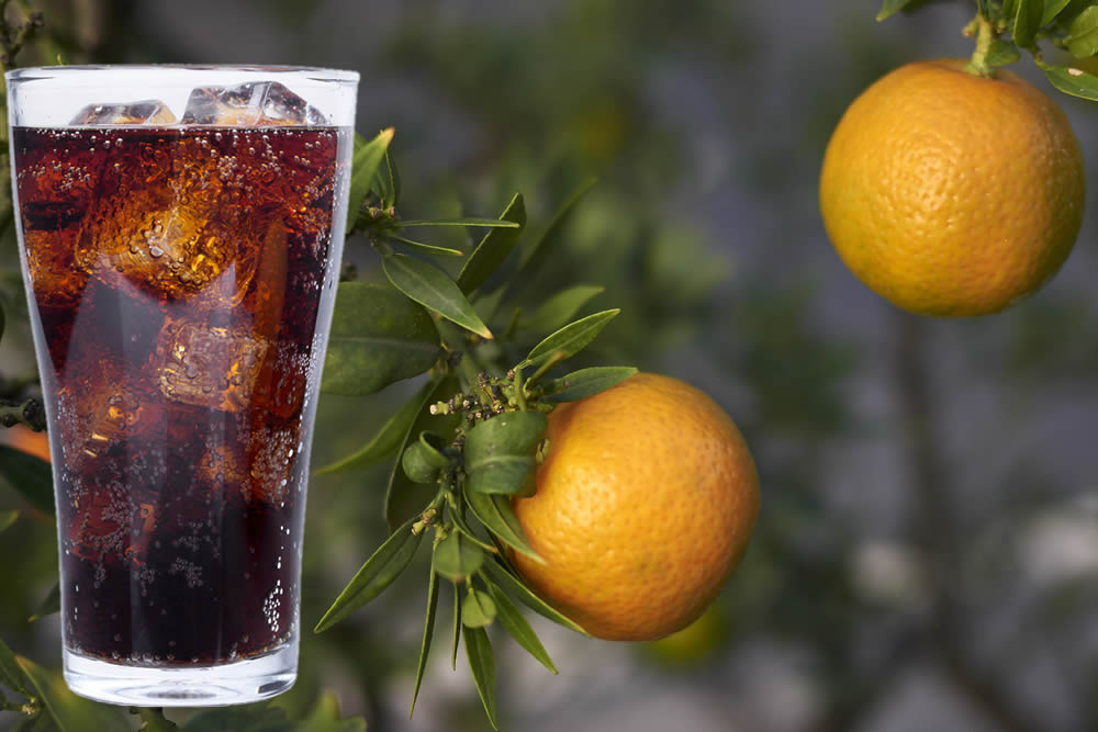 Chinotto 2019 | Proprietà, Benefici, Sapore | Chinotto da Bere