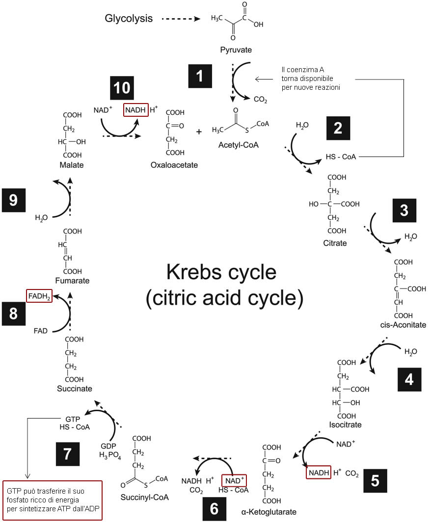 Ciclo di Krebs