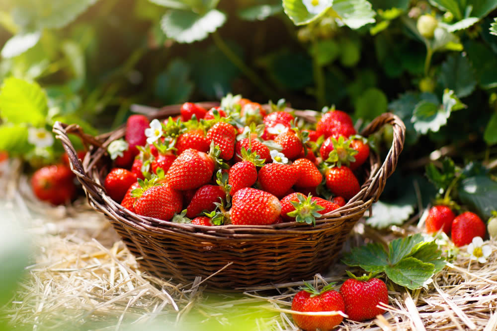 fragola