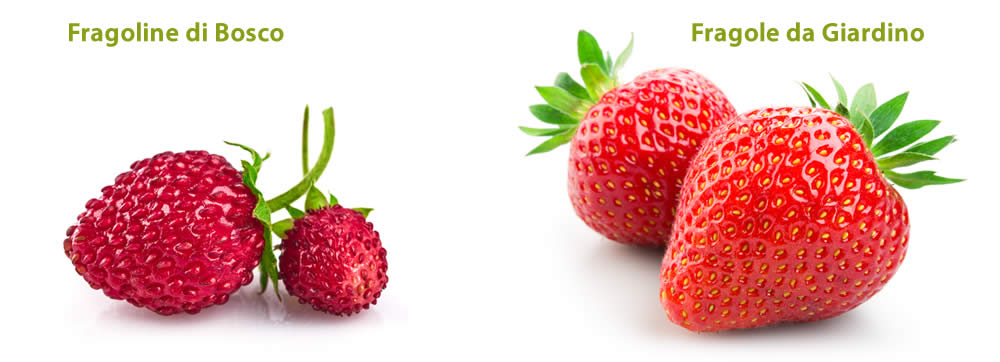 Fragole Fragoline di Bosco