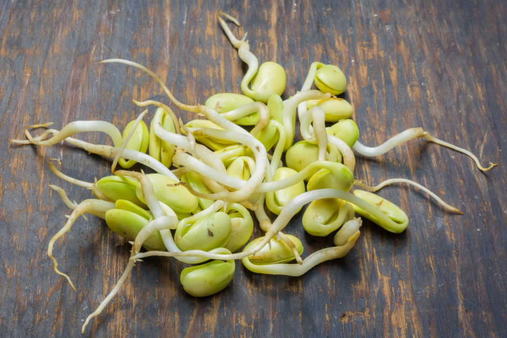 Germogli di Soia 2019 | Proprietà, Ricette, Come Produrli |
