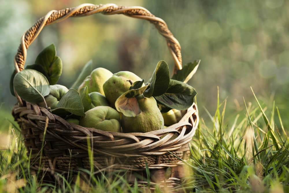 Mele Cotogne 2019 | Benefici, Proprietà | Come si Mangiano?