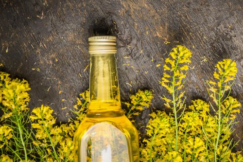 Olio Di Colza Olio Di Canola Meglio Dellolio Di Oliva