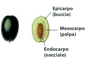 Oliva