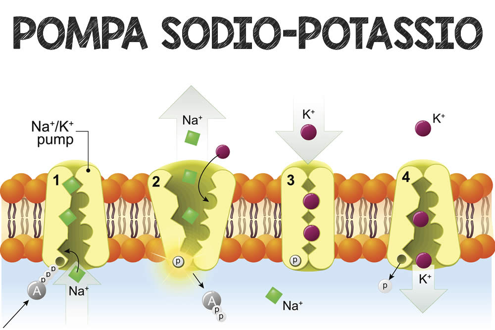 Pompa Sodio Potassio | Spiegata Bene | Cos'è? A Cosa Serve?