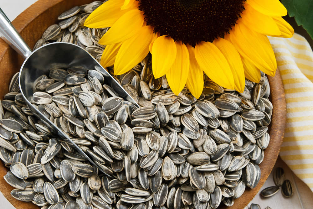 Semi di Girasole 2019 | Proprietà, Calorie, Benefici per la Salute