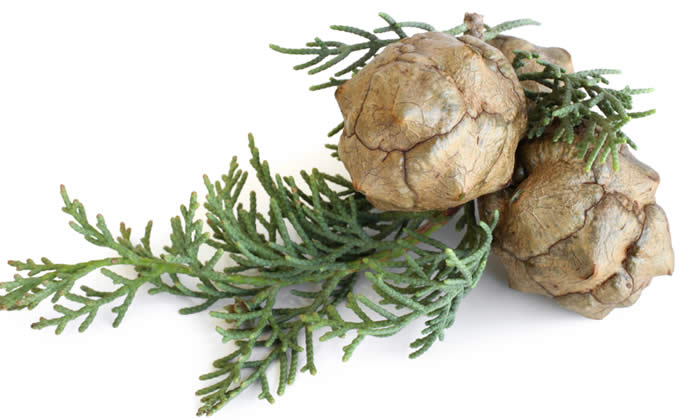 Olio Essenziale di Cipresso