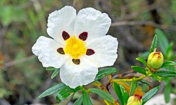 In questo articolo parliamo dell'Olio Essenziale di Cisto, spiegandone Caratteristiche, Benefici e Usi in Aromaterapia. Con Ricette Naturali e Informazioni sul Dosaggio, le Controindicazioni e i Modi d'Uso Corretto per Evitare Effetti Collaterali