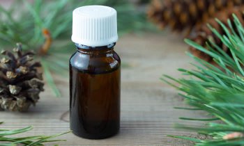 Olio Essenziale Di Pino Silvestre Proprietà Curative E