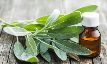 salvia ed erezione