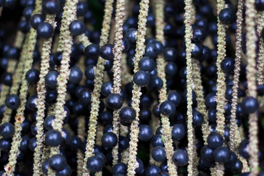 Acai 2019 | Bacche di Açaí | Proprietà, Benefici, Effetti Collaterali