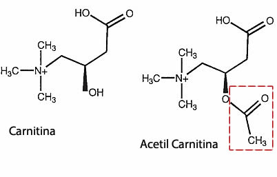Acetil Carnitina Formula Chimica
