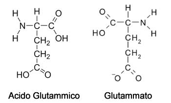 acido glutammico glutammato