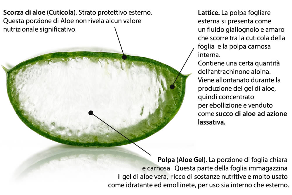 Foglia di Aloe