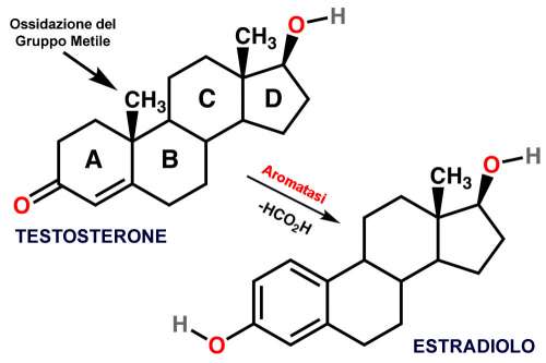 In questo articolo parliamo dell'Aromatasi e delle sue Funzioni nel Trasformare gli Ormoni Androgeni in Estrogeni. Ruolo per la Salute nei due Sessi e Strategie per Modularne l'Azione