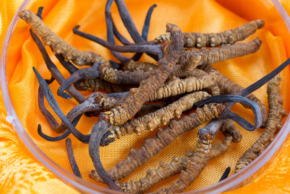 cordyceps è intestino