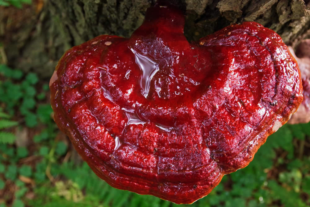 Ganoderma 2019 | Benefici e Proprietà Reischi - Funziona? Fa Male?