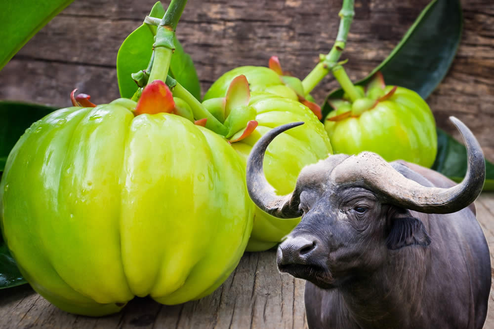 Garcinia Cambogia