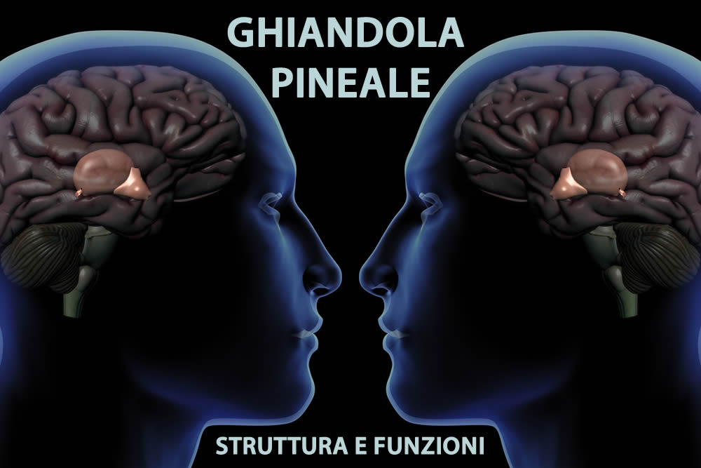 Ghiandola Pineale 2019 | A Cosa Serve? Epifisi | Funzioni e Melatonina