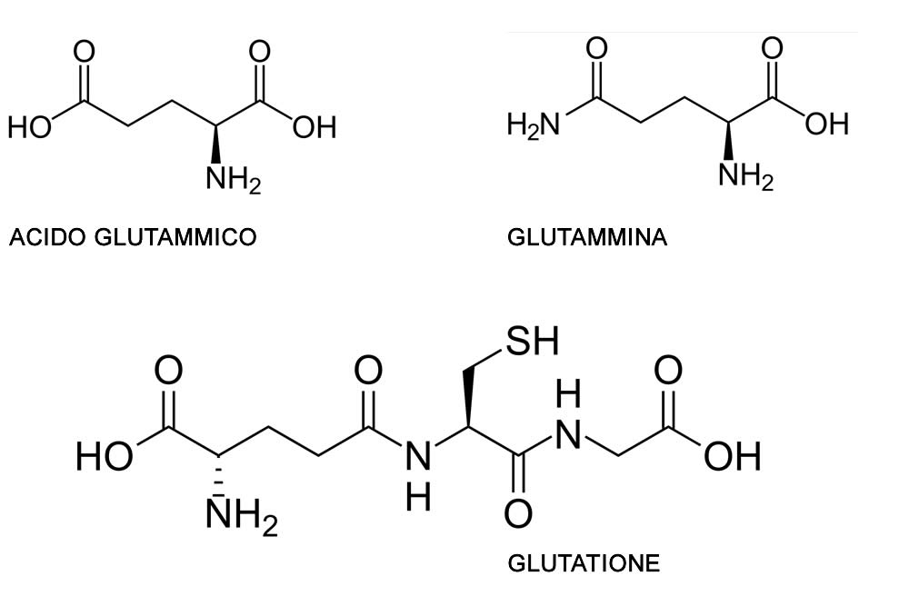 glutammina acido glutammico