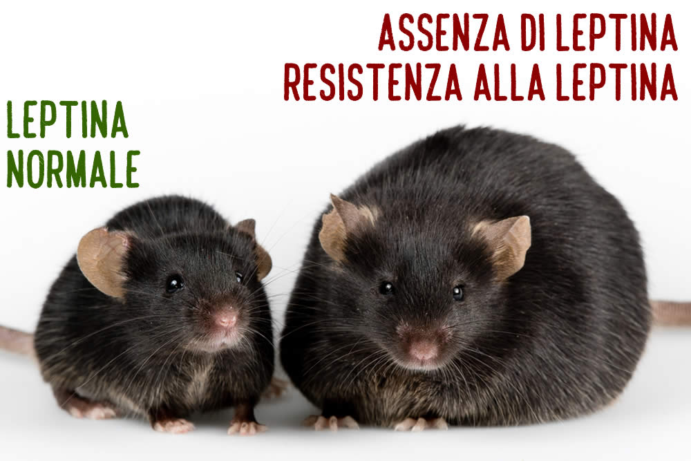 Leptina 2019 | Cos'è? Fa Dimagrire? Dieta e Resistenza alla Leptina