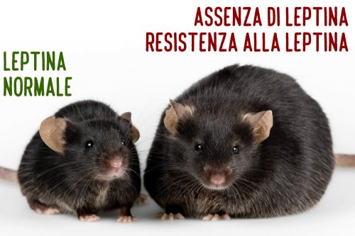 come attivare la leptina per perdere peso