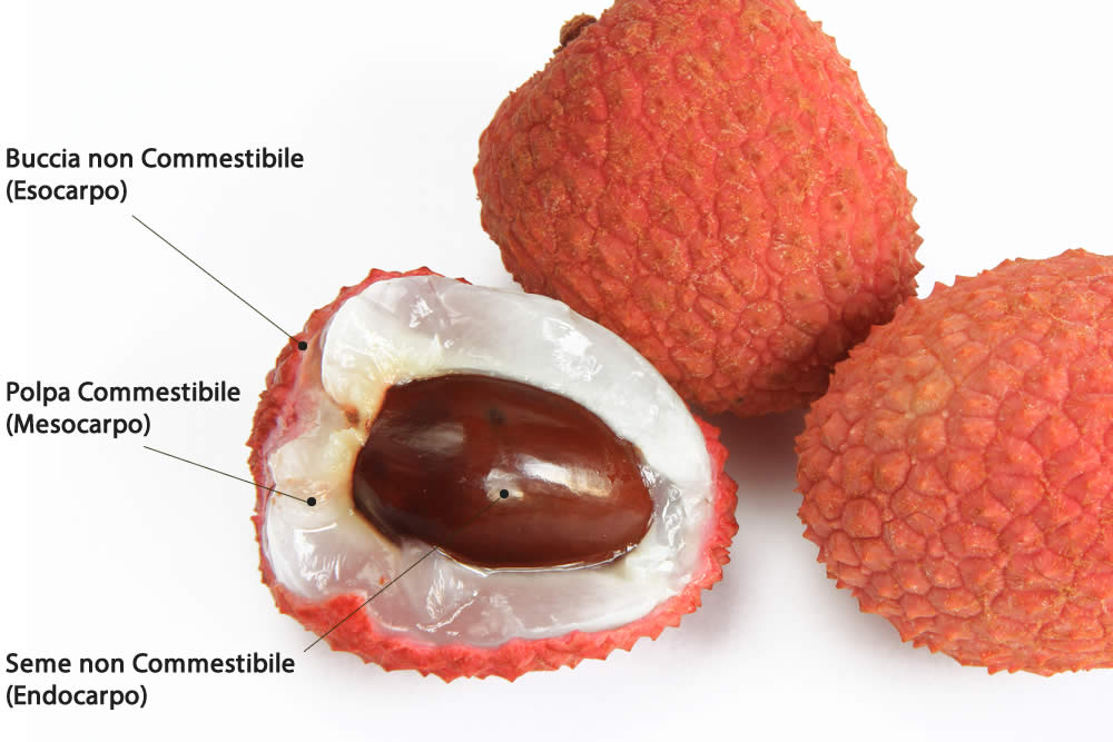 litchi frutto