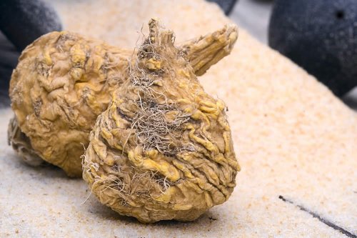 frullati con maca per perdere peso