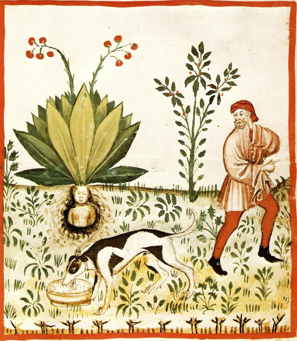 Mandragola con cane