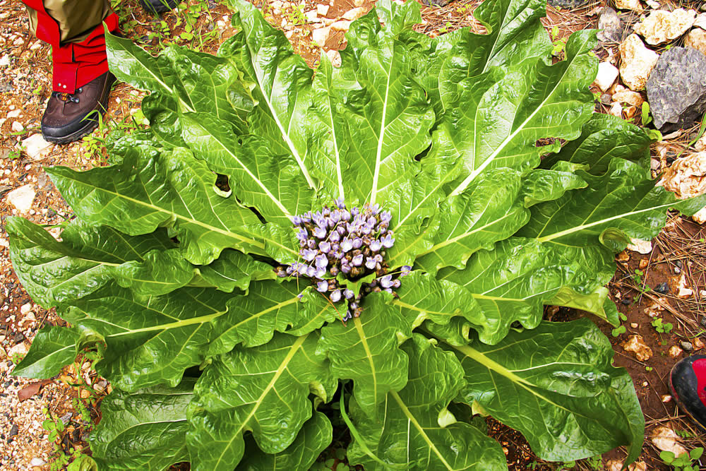 Mandragola pianta