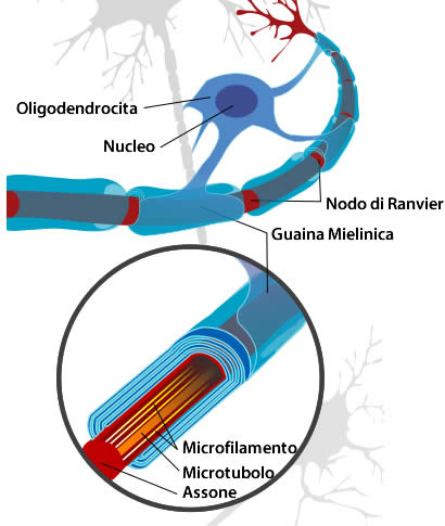 Neurone Mielina