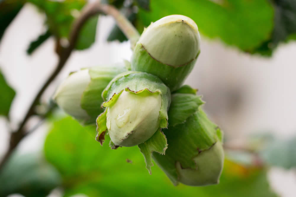 Nocciolo Proprietà, Usi in Erboristeria Benefici